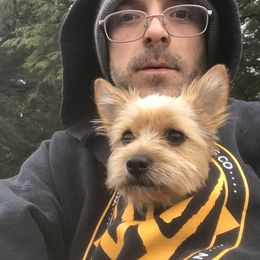 Yorkshire Terrier Puppies from Celestial Family Terriers (Yooper Yorkies)