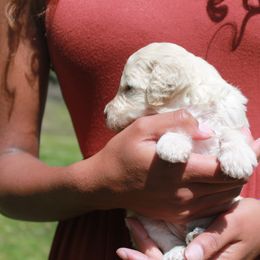 Poodle Puppies from Mount Zion Kennels