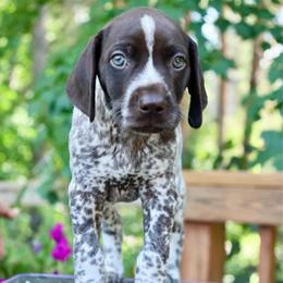 Ariel - Liver and white female German Shorthaired Pointer puppy in North Branch, Minnesota from Chrishelle Farm