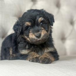 Green💚 - Black phantom male Aussiedoodle puppy in Granbury, Texas from Triple Cross Doodles