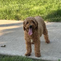 Layla - Goldendoodle