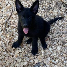 German Shepherd Puppies from Buchanan’s Shepherds
