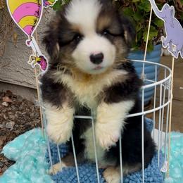 Blue - Black and tan male Pembroke Welsh Corgi puppy in Wheatland, California from Emerald Corgis