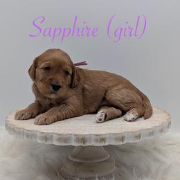 Sapphire - Red  female Goldendoodle puppy in Beverly Hills, Florida from Bundle of Joy Doodles