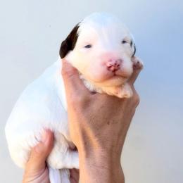 Maggie - Brown and white female Aussiedoodle puppy in Orland, California from Shockley’s Elite Doodles