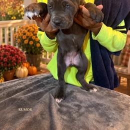 Rumor - Gray female Cane Corso puppy in Waxahachie, Texas from A&M Kennels