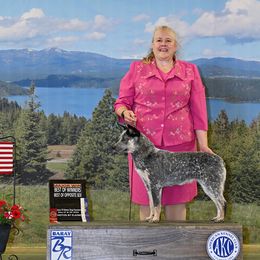 Australian Cattle Dog and French Bulldog Puppies from Sugarloaf French bulldogs and Australian cattle dogs