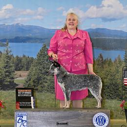 Australian Cattle Dog and French Bulldog Puppies from Sugarloaf French bulldogs and Australian cattle dogs