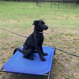 German Shepherd Puppies from Paws Of Germany