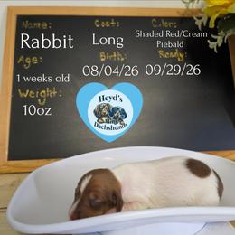 Rabbit - Piebald male Dachshund puppy in Hoquiam, Washington from Heyd's Mini Dachshunds