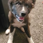 Sporty Mix Puppies from Eternal Symmetry