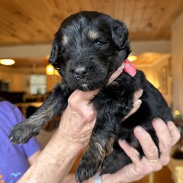 Bernedoodle, Goldendoodle, and Poodle Puppies from Elevated Standards NC