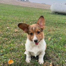 KM M4 - Sable male Pembroke Welsh Corgi puppy in Stockton, Iowa from Infinity Corgis