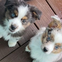 Miniature American Shepherds and Toy Australian Shepherds from Lehfeldt Aussies