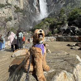 Goldendoodle All Grown Up from Golden Hearted Goldendoodles
