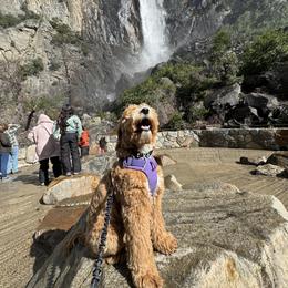 Goldendoodle All Grown Up from Golden Hearted Goldendoodles