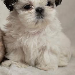 Shih Tzu Puppies from Good Lil Shih Tzu