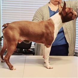 Boston Terriers from Cryan Star Boston Terriers