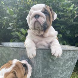 Bulldog Puppies from Semper Fi Bulldogs