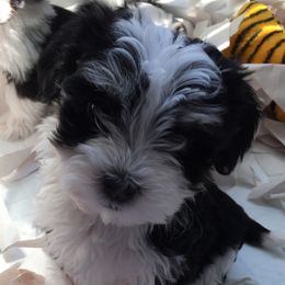 Afghan Hound and Havanese Puppies from Dragonfly Kennels
