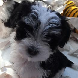 Afghan Hound and Havanese Puppies from Dragonfly Kennels