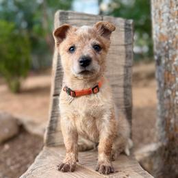 Oakley (AKC) - Red mottled male Australian Cattle Dog puppy in Sahuarita, Arizona from A2 Australian Cattle Dogs
