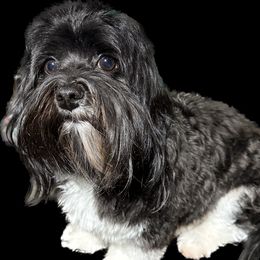 Foxy - Havanese
