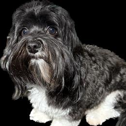 Foxy - Havanese