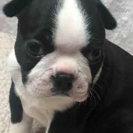 Boston Terriers from ChriMaso Boston Terriers