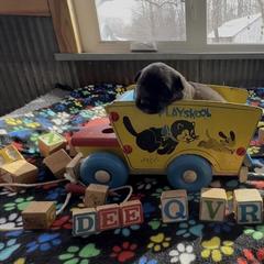Girl one - Reddish brown female Leonberger puppy in Brandywine, Maryland from QVR Labradors, Leonbergers and Frenchies