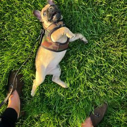 French Bulldog Puppies from Ranch Royale