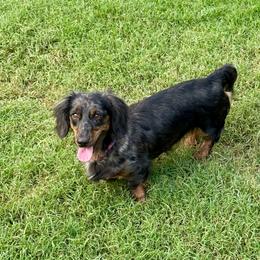 Shiloh - Dachshund