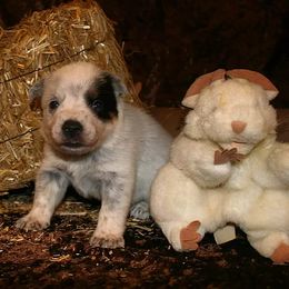 Australian Cattle Dog Puppies from Shada