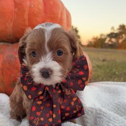 Spot - Red  male Goldendoodle puppy in Trenton, Tennessee from Pickard’s country Golden doodles