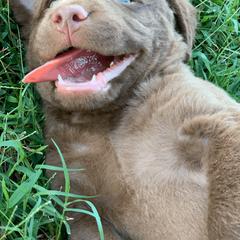 Chesapeake Bay Retriever Puppies from Hickory Creek Chesapeakes