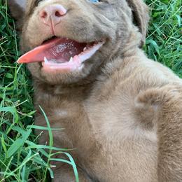 Chesapeake Bay Retriever Puppies from Hickory Creek Chesapeakes