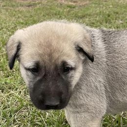 Anatolian Shepherd Dogs from Lower Forty Farms LLC