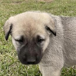 Anatolian Shepherd Dogs from Lower Forty Farms LLC