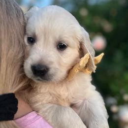 Miss Yellow - Light golden female Golden Retriever puppy in Nampa, Idaho from Farmhouse Goldens