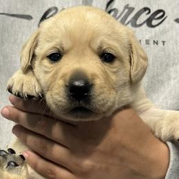 Girl number 3 - Yellow female Labrador Retriever puppy in Bethlehem, Pennsylvania from Reilly Lane Labradors LLC