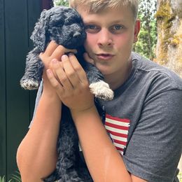 Labradoodle Puppies from Bear Creek Labradoodles