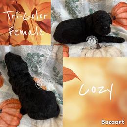 Cozy - Tri-color female Bernedoodle puppy in Godwin, North Carolina from Farm Sweet Farm Doodles