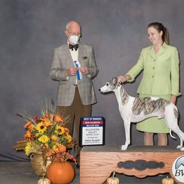 Saluki and Whippet All Grown Up from Aeolus Salukis & Whippets