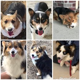 Pembroke Welsh Corgi Puppies from 3B Corgis
