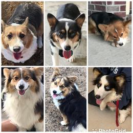 Pembroke Welsh Corgi Puppies from 3B Corgis
