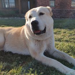 Nadya - Central Asian Shepherd Dog