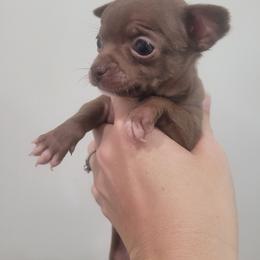 Boy 2 - Chocolate male Chihuahua puppy in Warsaw, Virginia from B&D Chihuahuas