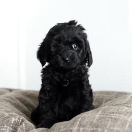 Yellow - Black female Australian Labradoodle puppy in Williamstown, New York from Lewis Manor Labradoodles