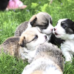 Pembroke Welsh Corgi Puppies from Cosmere Corgis