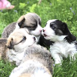 Pembroke Welsh Corgi Puppies from Cosmere Corgis